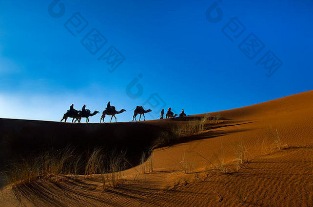 camals非常切比沙丘撒哈拉沙漠沙漠摩洛哥北非洲3月