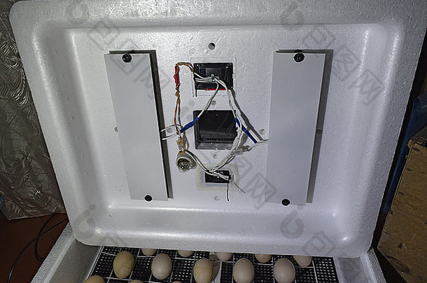 鸡鸭鹅孵化器。家用设备。室内培养箱的内部装置。
