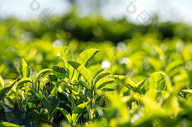 茶植物山茶花中国周围亚当斯峰斯里兰卡斯里兰卡亚洲