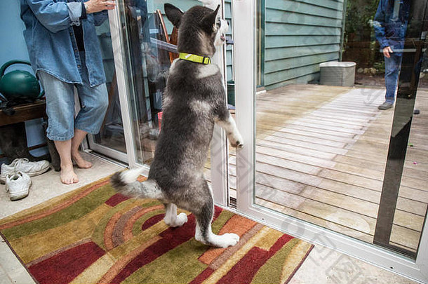 Dashiell，一只三个月大的阿拉斯加马拉默特小狗，试图通过一个滑动玻璃门的小开口出去