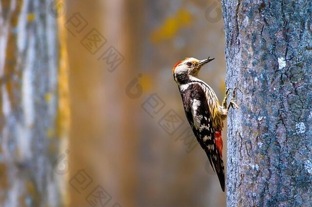 森林啄木鸟自然背景常见的鸟中间发现了啄木鸟
