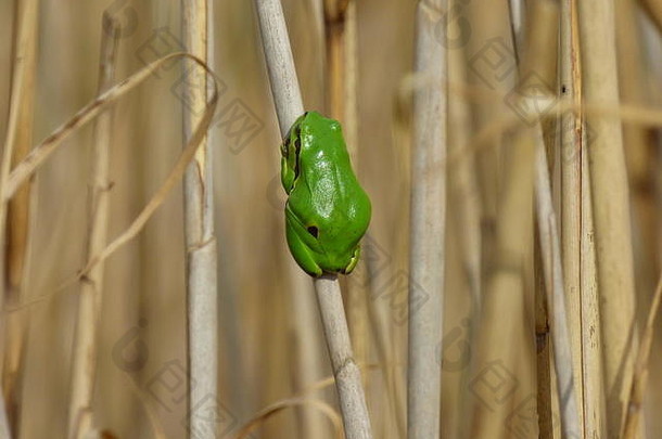 单小绿色欧洲树青蛙海拉树栖动物里德