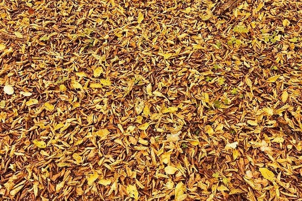 秋天的纹理褪了色的叶子公园