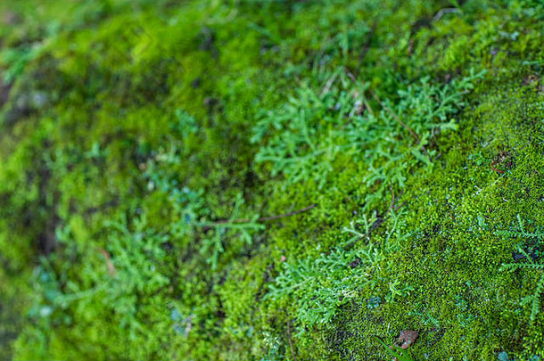 绿色莫斯增长表面莫斯纹理绿色莫斯背景空间写背景