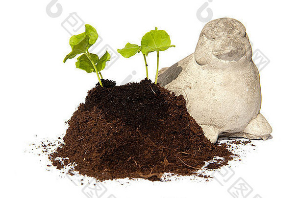 年轻的岩屑种子芙蓉日益增长的桩土壤看起来石头鸟