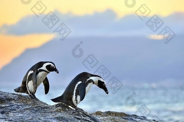 非洲企鹅spheniscus德梅勒斯非洲企鹅海岸晚上《暮光之城》红色的日落天空