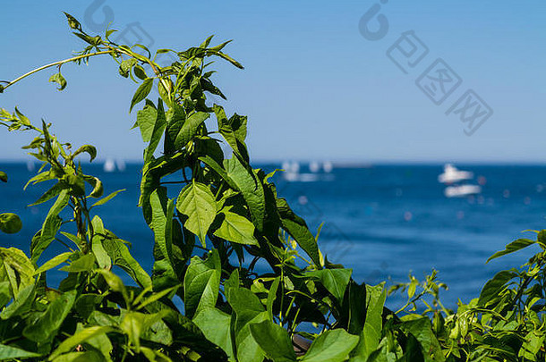 在蓝色的海边种植绿色藤蔓植物