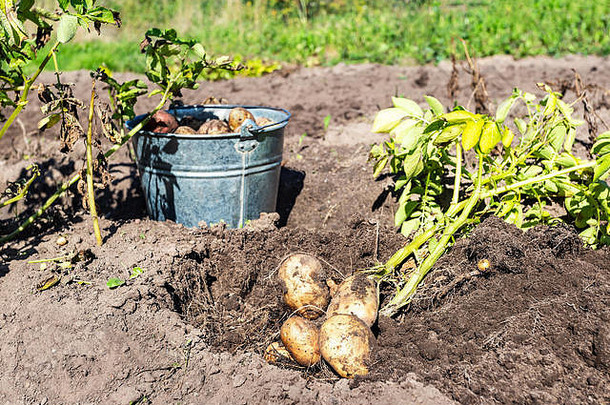 阳光明媚的日子里，菜园里新挖的有机土豆。田间马铃薯收获