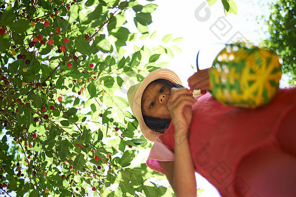 夏日阳光下，一个可爱的亚洲女孩从果园的树上摘下新鲜成熟的红樱桃，这是一个美丽的特写镜头
