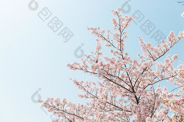 粉红色的樱桃开花樱花花蓝色的天空春天季节日本