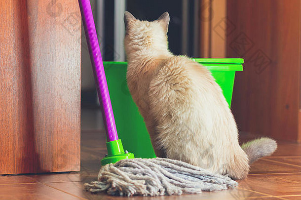 猫坐着拖把桶清洁地板上