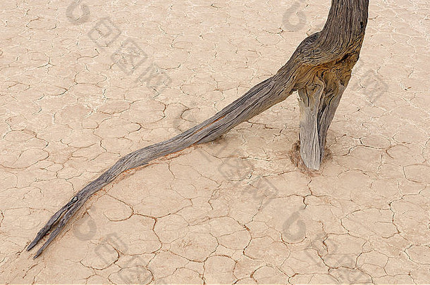 纳米比亚Sossusvlei附近Deadvlei的树木骨架和裸根