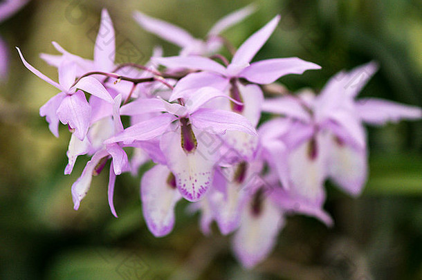 兰花多朵淡紫色花，花瓣、花柱、喉部和唇部有较深的淡紫色斑点。孤立背景。（景观）