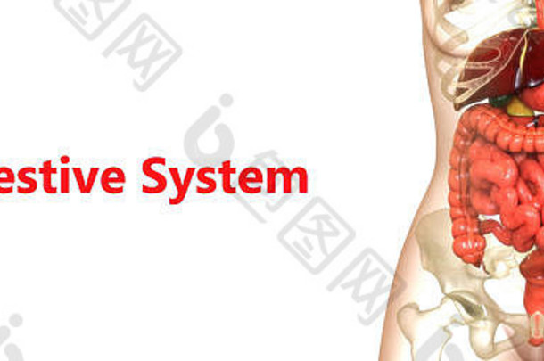 人类消化系统解剖学