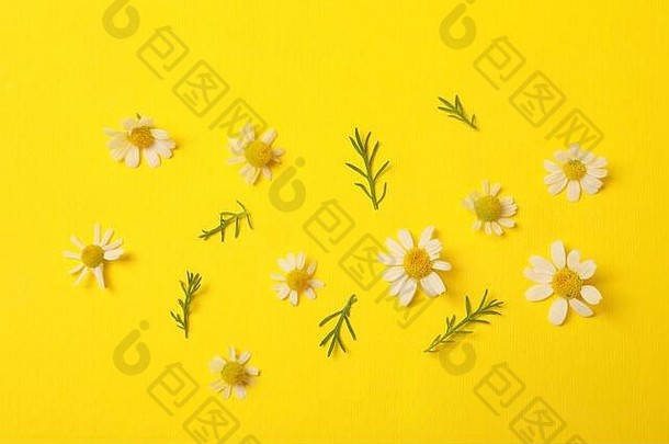 黄色背景上美丽的洋甘菊花，俯视图