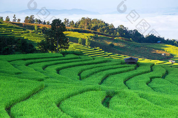 泰国Pah Pong Piang山上的稻田