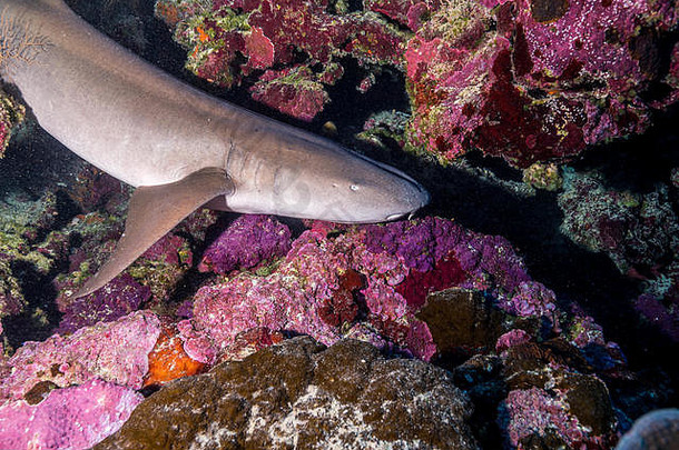 黄褐色护士鲨（Nebrius ferrugineus（第<strong>一课</strong>，1831））密克罗尼西亚联邦亚普岛