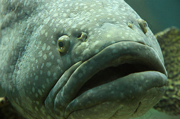 巨大石斑鱼的大嘴巴