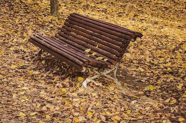 孤独的木板凳上包围干下降叶子安静的公园
