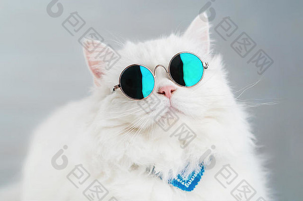 肖像高地直毛茸茸的猫长头发轮太阳镜<strong>时尚</strong>风格很酷的动物概念工作室照片白色猫咪灰色的背景