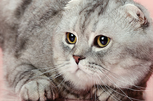 毛茸茸的灰色美丽成年猫，品种苏格兰褶皱，特写肖像