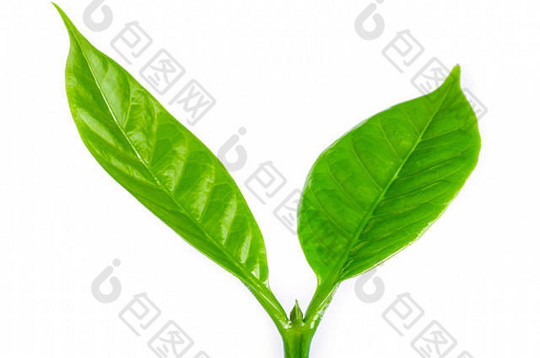 年轻的绿色发芽叶咖啡树