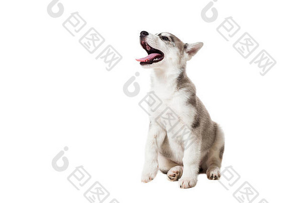 西伯利亚沙哑的小狗孤立的白色背景