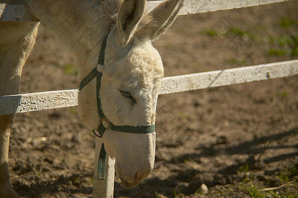 驴繁殖农场吃刷牙草栅栏