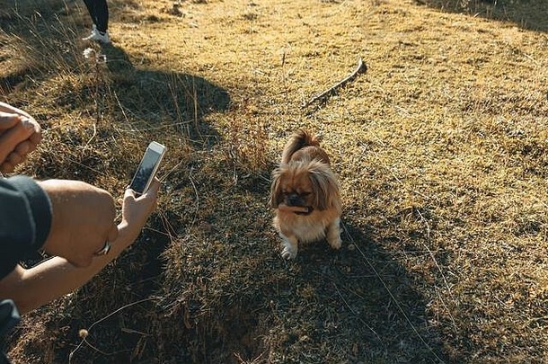 骄傲的小狗吃着香肠，围着用智能手机拍照的手