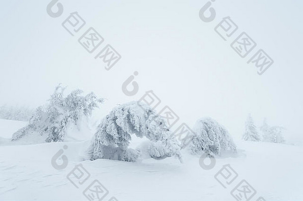 圣诞景观。山上的树被雪覆盖着。多云的天气。喀尔巴阡山脉、乌克兰、欧洲