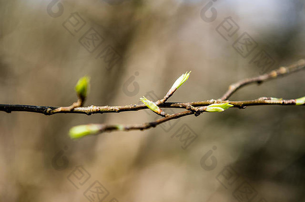 在早春的棕色背景下，树木开花并长出第一片叶子