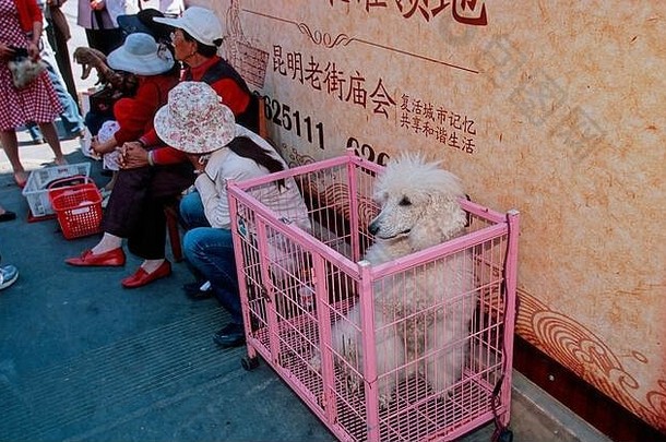 宠物市场昆明云南中国