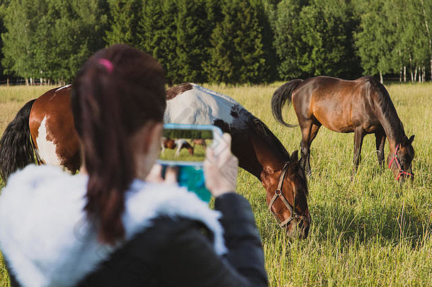 模糊女孩前景持有智能手机使图片华丽的马在户外