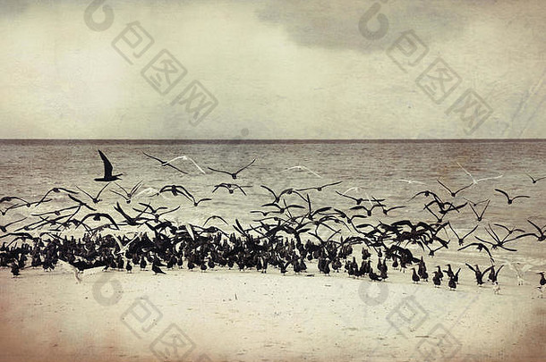 海海鸥海岸沙滩马尔代夫