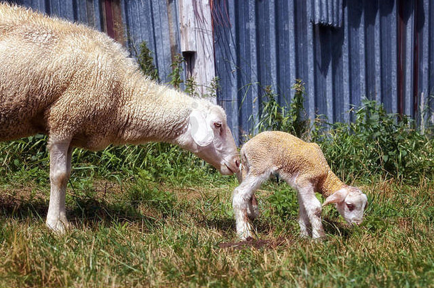 妈妈牵着刚出生的小羊，吃草，嗅着她的孩子。