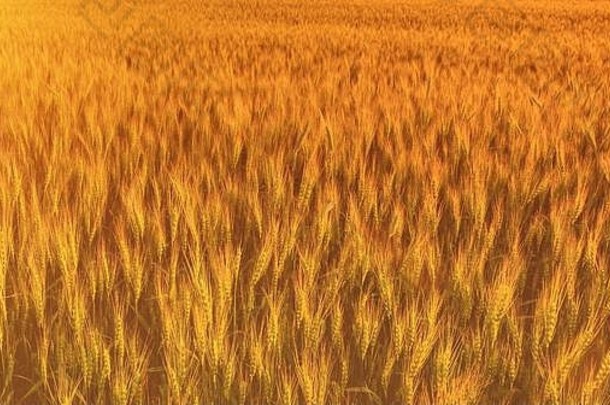夏天日落或日出时的年轻的金色黑麦穗。背景上的阳光。