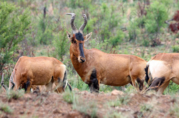 红色的大羚羊羚羊南非洲