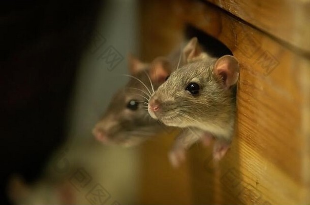 两只<strong>可爱</strong>的老鼠从木箱里向外张望