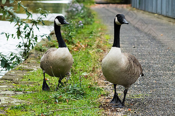 加拿大鹅夫妇，走在运河旁边的路上。