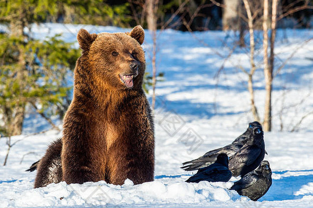 在春天的森林里，棕熊和乌鸦在白雪覆盖的沼泽地上。日落之光。欧亚棕熊，学名：熊。自然的