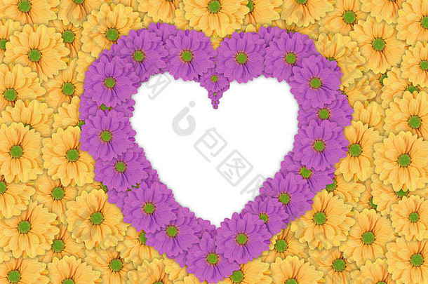 美丽的黄色的黛西花背景紫色的黛西花使心形状