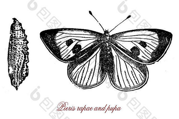卷心菜蝴蝶或菜粉蝶翅膀上有黑色小点的白色小蝴蝶