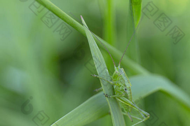 草地上的绿色蚱蜢。夏日模糊背景。