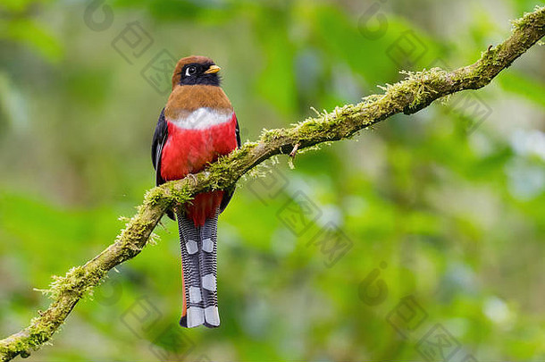 有项圈的Trogon-Trogon collaris，来自南美安第斯山脉斜坡的美丽彩色鸟，厄瓜多尔Guango lodge。