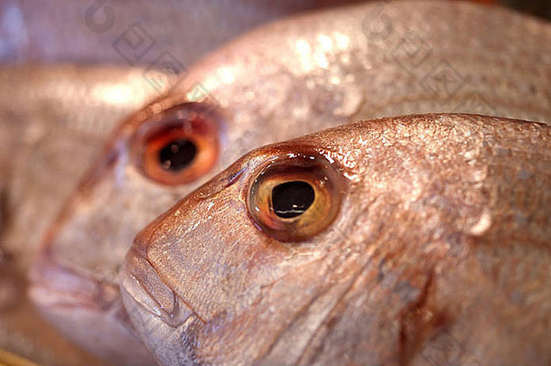 红鲷鱼在市场/北盾鱼码头