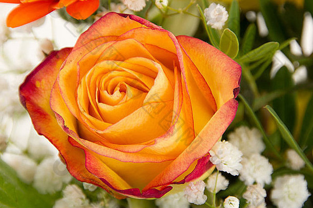 红橙色玫瑰，花束美丽