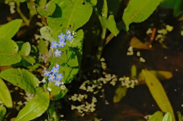 水勿忘我，花瓣不在池边，俯瞰——Myosotis蝎子