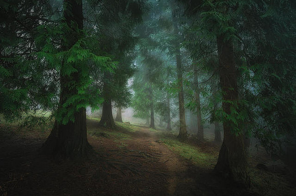 雾蒙蒙的黑暗森林中的小路