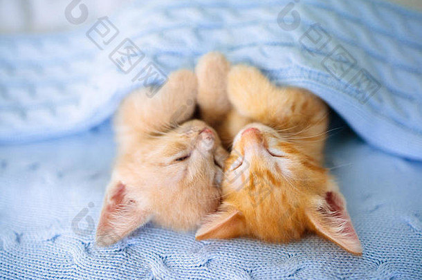 小猫正在睡觉。躺在沙发上编织毛毯下的姜黄色小猫。两只猫拥抱着。家畜。睡眠和舒适的午睡时间。家庭宠物。哟