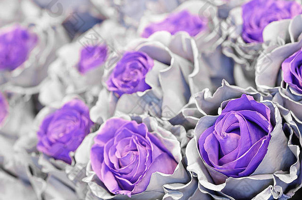 蔚蓝紫色蓝松石淡紫色玫瑰的特写镜头。花卉背景